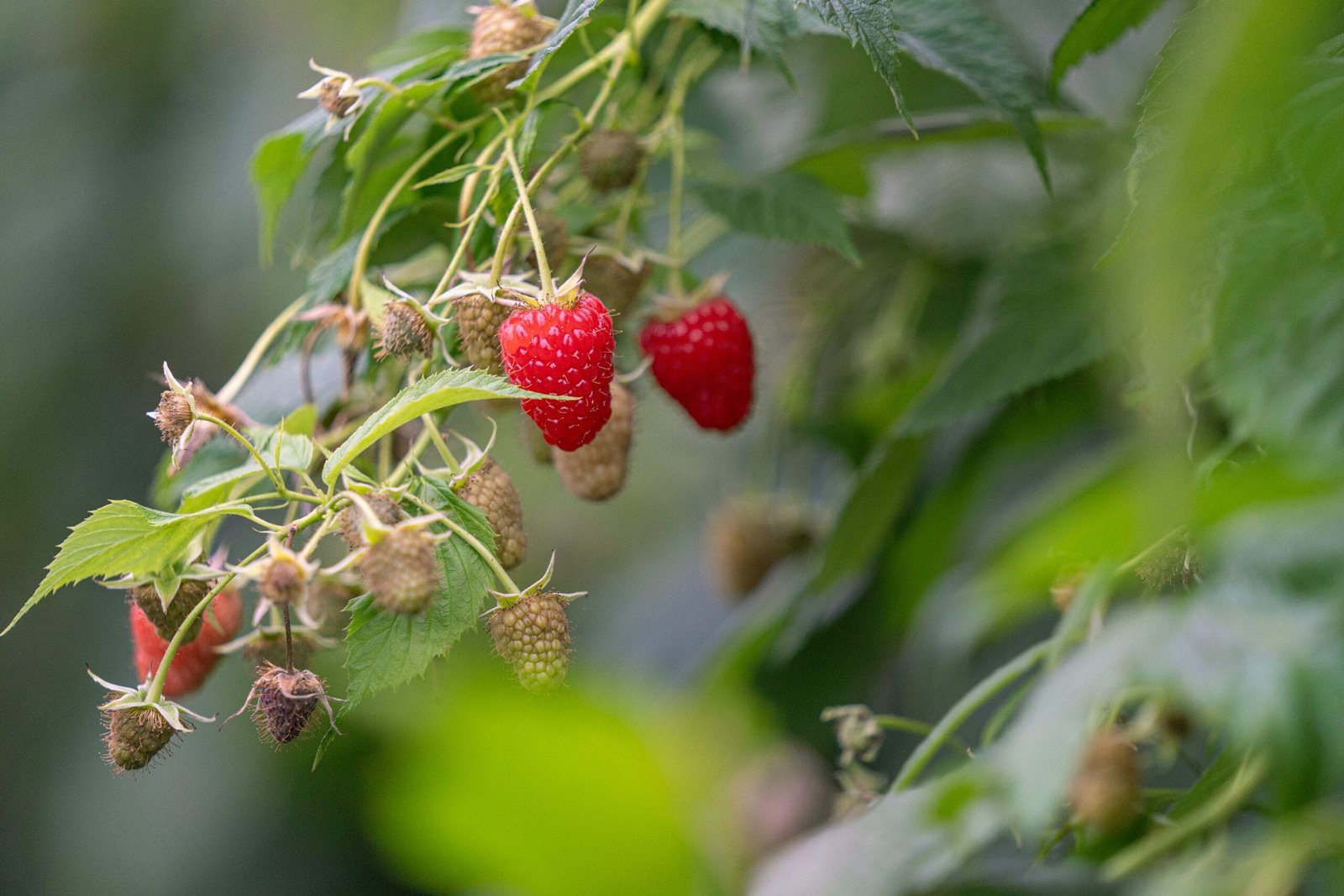 Advanced Berry Breeding